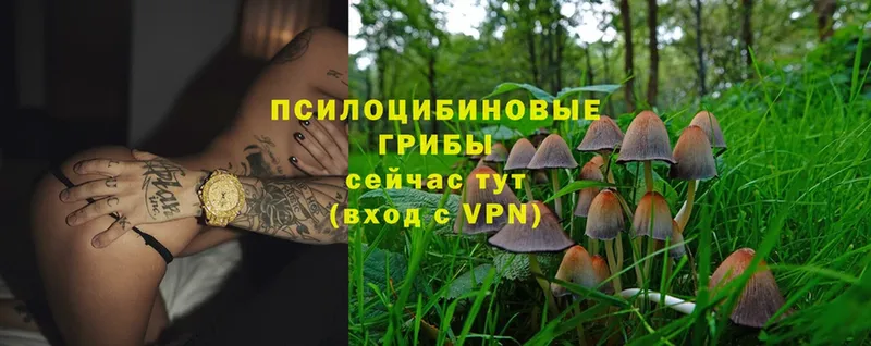 Псилоцибиновые грибы Psilocybe  Кировск 